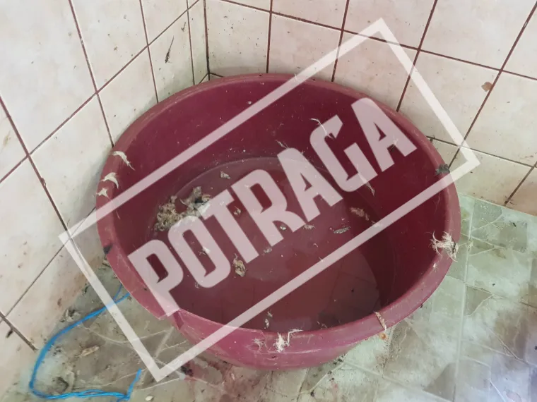 Uznemirujući sadržaj! Ilegalna klaonica kod Knina: Raspadnuti le&scaron;evi, smrad i prljav&scaron;tina