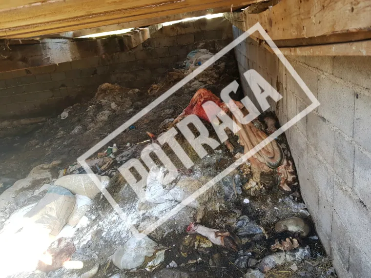 Uznemirujući sadržaj! Ilegalna klaonica kod Knina: Raspadnuti le&scaron;evi, smrad i prljav&scaron;tina