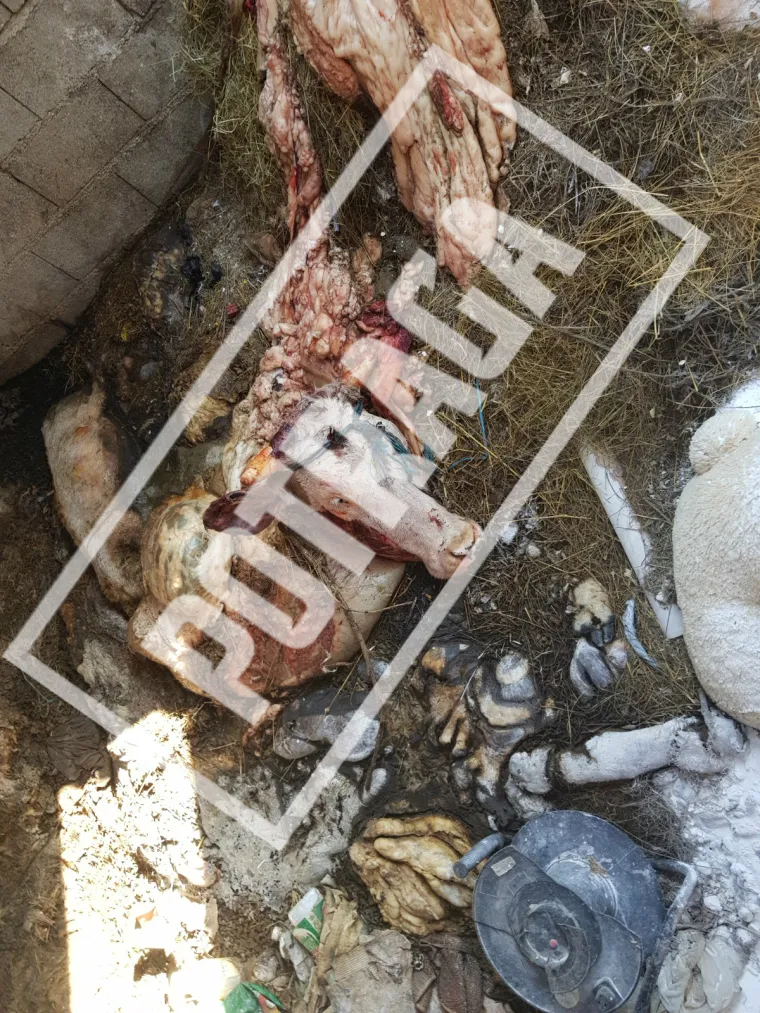 Uznemirujući sadržaj! Ilegalna klaonica kod Knina: Raspadnuti le&scaron;evi, smrad i prljav&scaron;tina