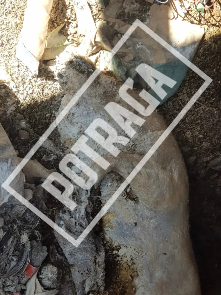 Uznemirujući sadržaj! Ilegalna klaonica kod Knina: Raspadnuti le&scaron;evi, smrad i prljav&scaron;tina