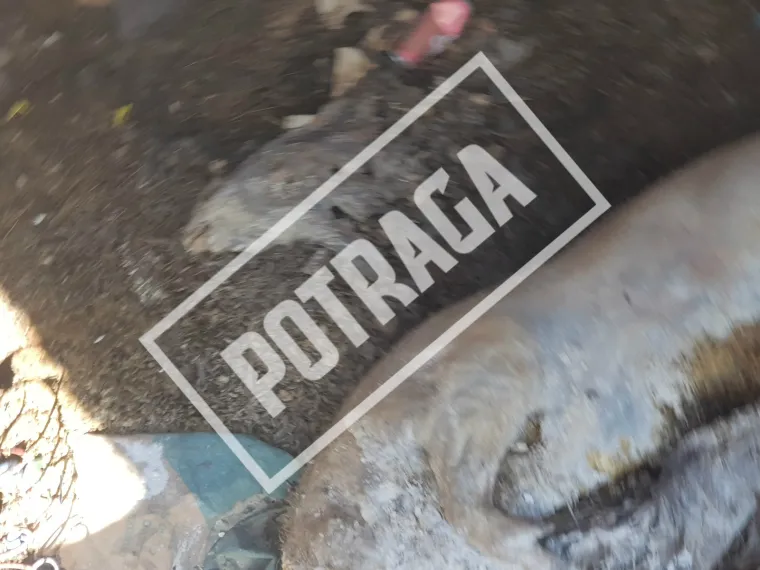 Uznemirujući sadržaj! Ilegalna klaonica kod Knina: Raspadnuti le&scaron;evi, smrad i prljav&scaron;tina