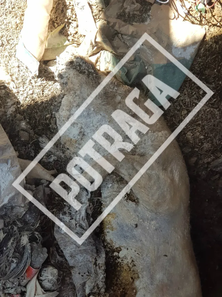 Uznemirujući sadržaj! Ilegalna klaonica kod Knina: Raspadnuti le&scaron;evi, smrad i prljav&scaron;tina