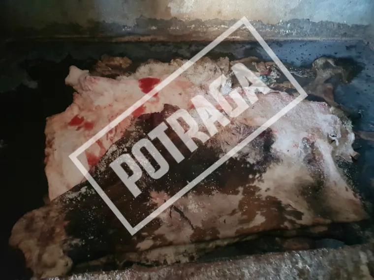 Uznemirujući sadržaj! Ilegalna klaonica kod Knina: Raspadnuti le&scaron;evi, smrad i prljav&scaron;tina