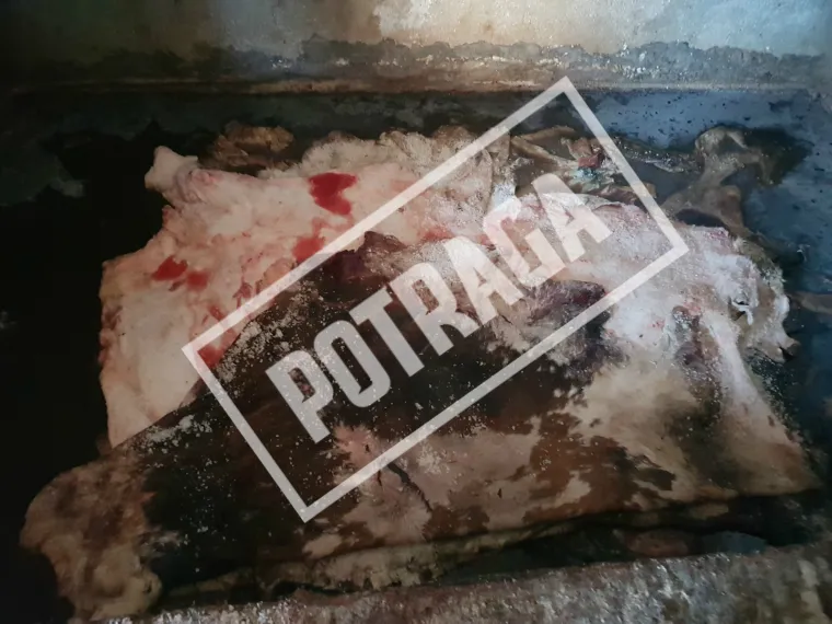 Uznemirujući sadržaj! Ilegalna klaonica kod Knina: Raspadnuti le&scaron;evi, smrad i prljav&scaron;tina