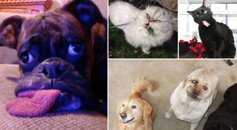 Fizički je nemoguće biti manje fotogeničan od ovih 20 urnebesnih životinja