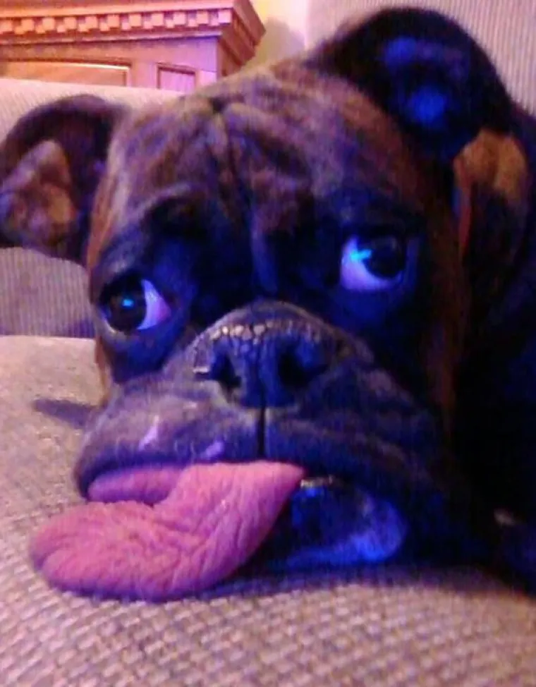 Fizički je nemoguće biti manje fotogeničan od ovih 20 urnebesnih životinja