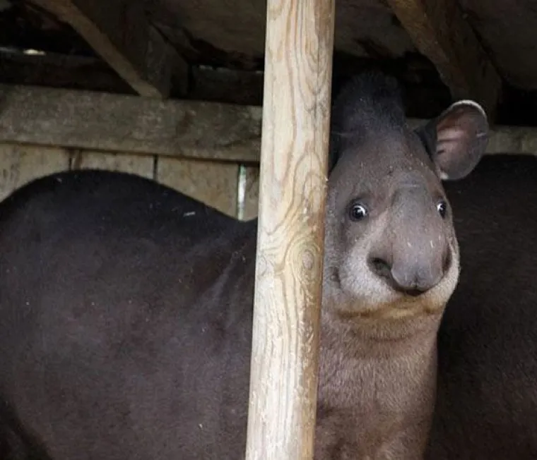 Fizički je nemoguće biti manje fotogeničan od ovih 20 urnebesnih životinja