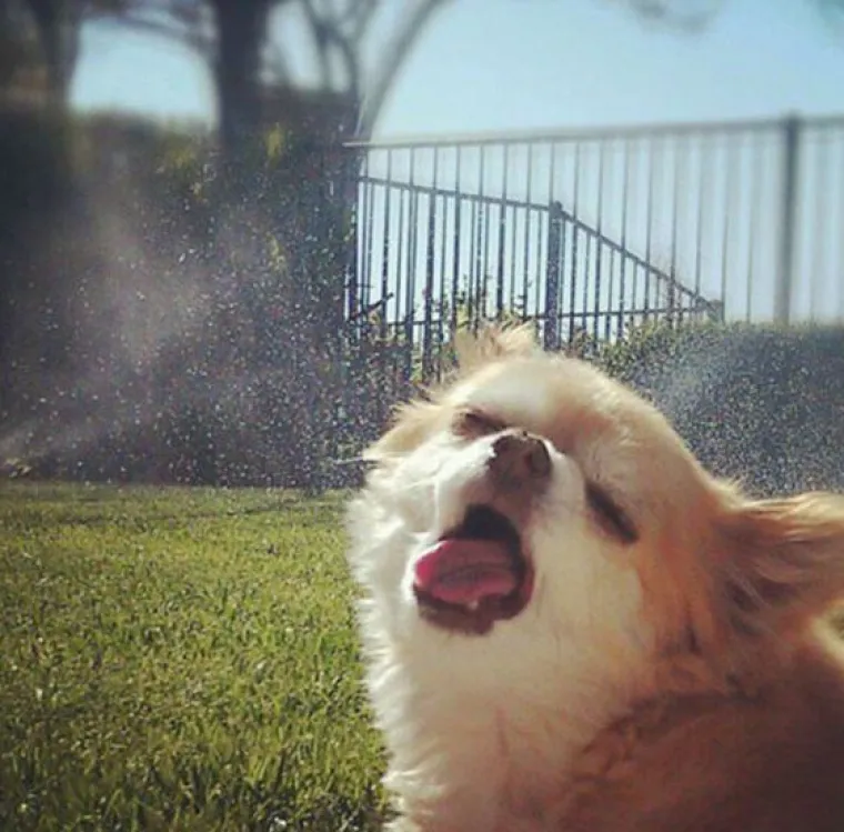 Fizički je nemoguće biti manje fotogeničan od ovih 20 urnebesnih životinja