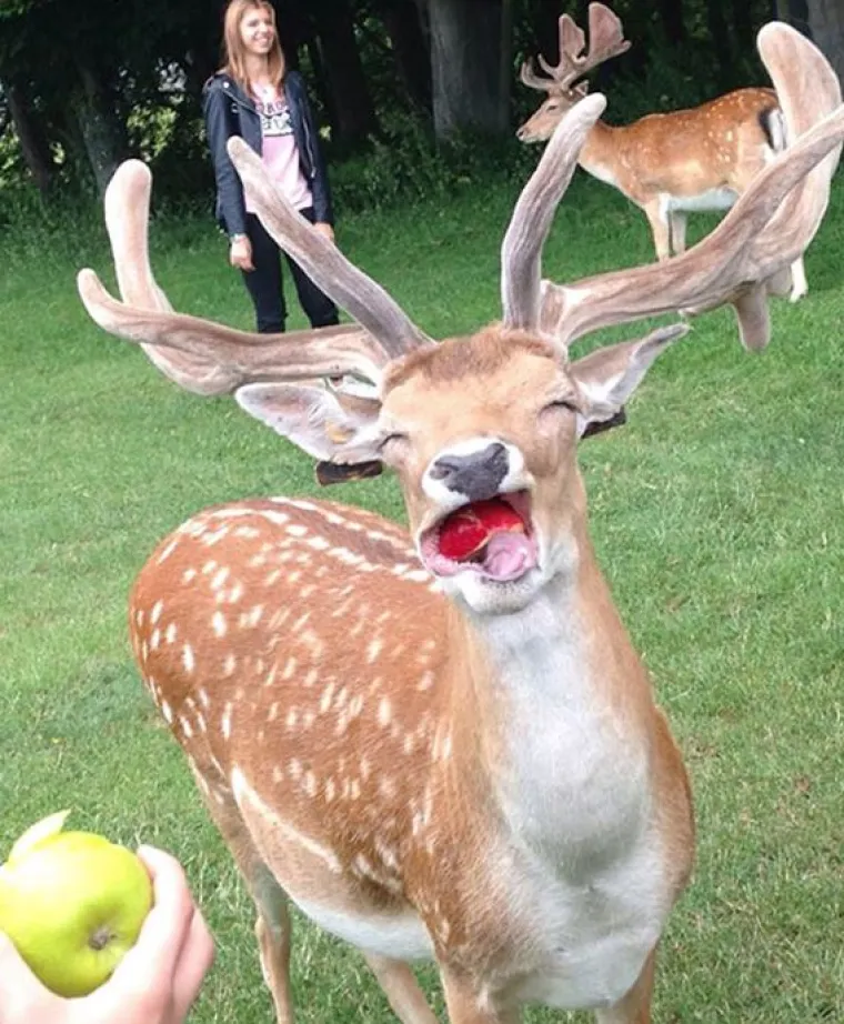 Fizički je nemoguće biti manje fotogeničan od ovih 20 urnebesnih životinja