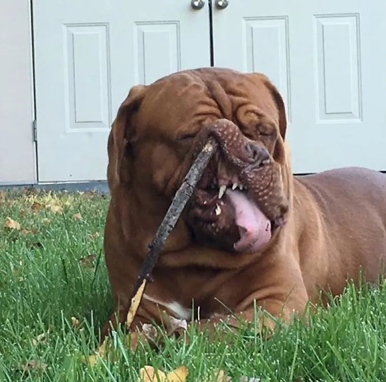 Fizički je nemoguće biti manje fotogeničan od ovih 20 urnebesnih životinja