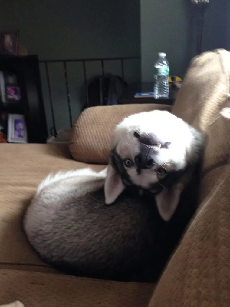 Fizički je nemoguće biti manje fotogeničan od ovih 20 urnebesnih životinja