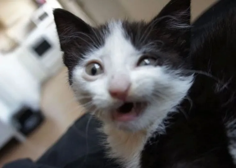 Fizički je nemoguće biti manje fotogeničan od ovih 20 urnebesnih životinja