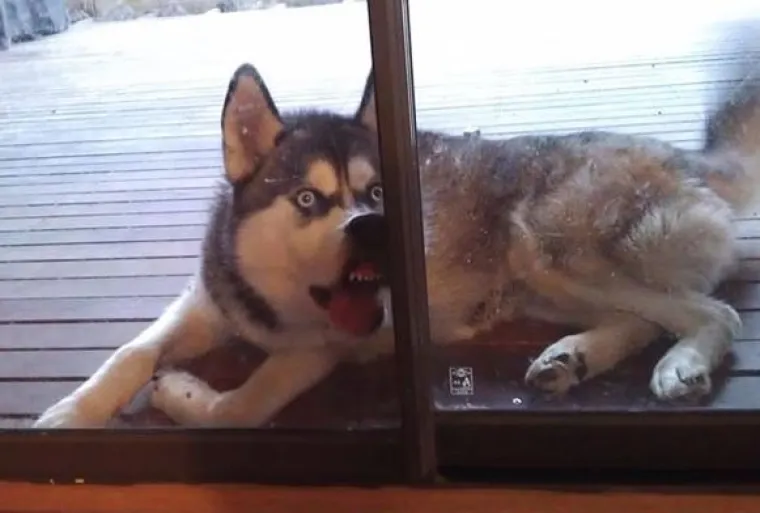 Fizički je nemoguće biti manje fotogeničan od ovih 20 urnebesnih životinja