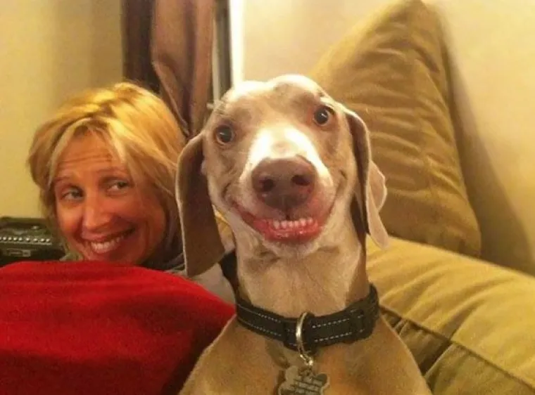 Fizički je nemoguće biti manje fotogeničan od ovih 20 urnebesnih životinja