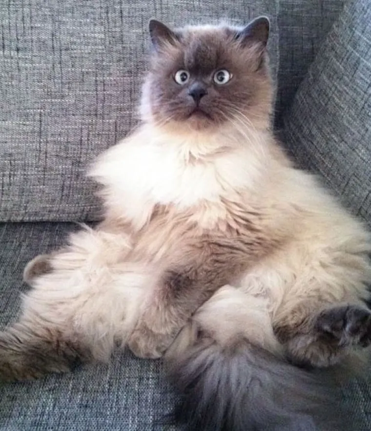 Fizički je nemoguće biti manje fotogeničan od ovih 20 urnebesnih životinja