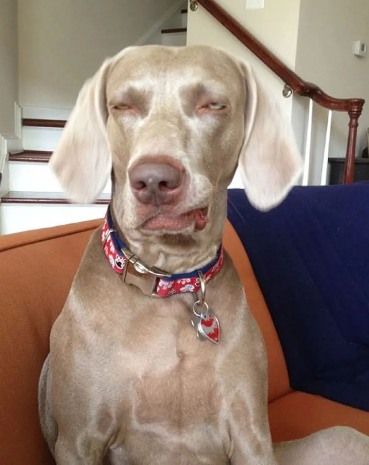 Fizički je nemoguće biti manje fotogeničan od ovih 20 urnebesnih životinja