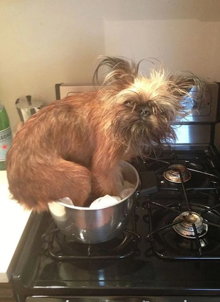 Fizički je nemoguće biti manje fotogeničan od ovih 20 urnebesnih životinja