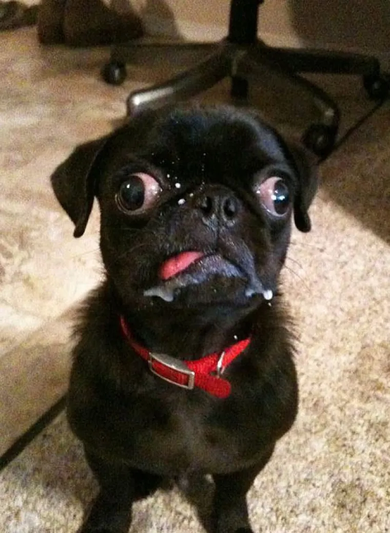 Fizički je nemoguće biti manje fotogeničan od ovih 20 urnebesnih životinja