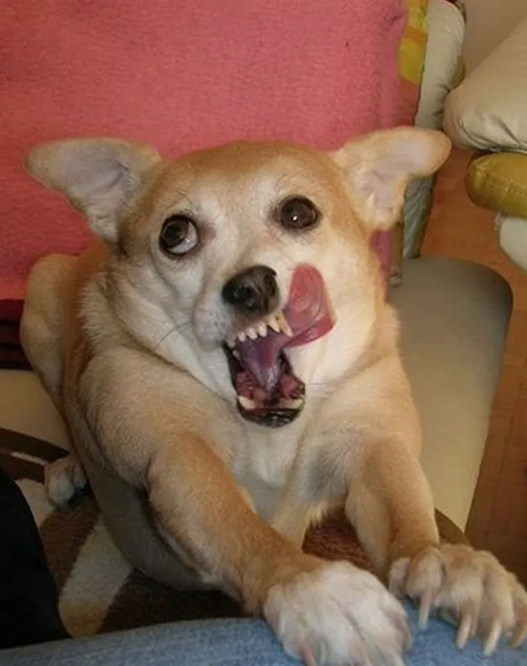 Fizički je nemoguće biti manje fotogeničan od ovih 20 urnebesnih životinja