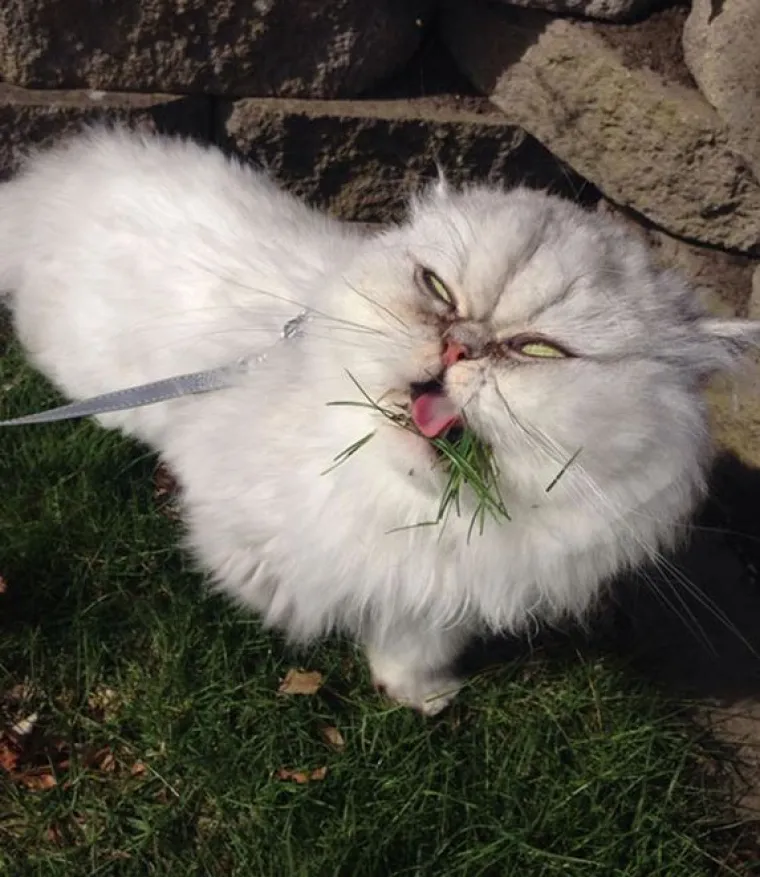 Fizički je nemoguće biti manje fotogeničan od ovih 20 urnebesnih životinja