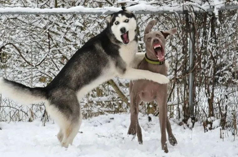 Fizički je nemoguće biti manje fotogeničan od ovih 20 urnebesnih životinja