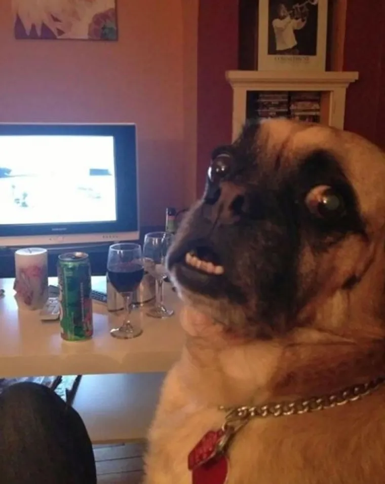 Fizički je nemoguće biti manje fotogeničan od ovih 20 urnebesnih životinja