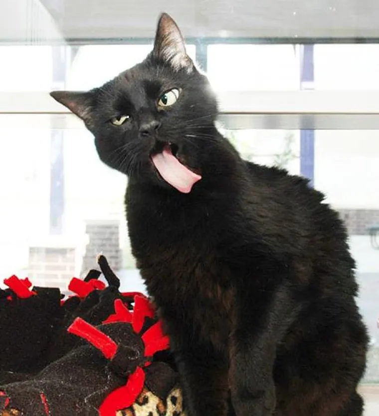 Fizički je nemoguće biti manje fotogeničan od ovih 20 urnebesnih životinja