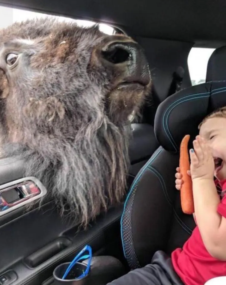 Ovih 15 fotografija morate pogledati dvaput da biste shvatili &scaron;to se na njima događa