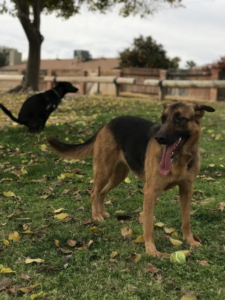 HTIO SI GENIJALNU FOTOGRAFIJU? E, NE MOŽE! Uletjeli su im u kadar, uništili fotku, a nas nasmijali do suza