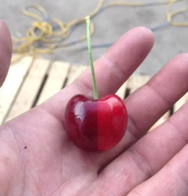 Hrana je savr&scaron;enstvo, savr&scaron;enstvo je hrana: Probajte ne sliniti nad ovim delicijama!