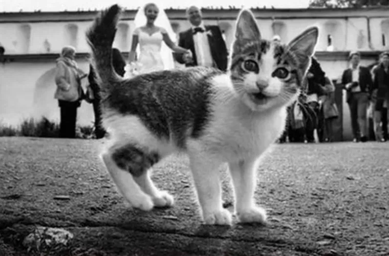 Photobomb = užas, photobomb na slici vjenčanja = kriminal: 25 ˝savr&scaron;enih˝ slika s vjenčanja