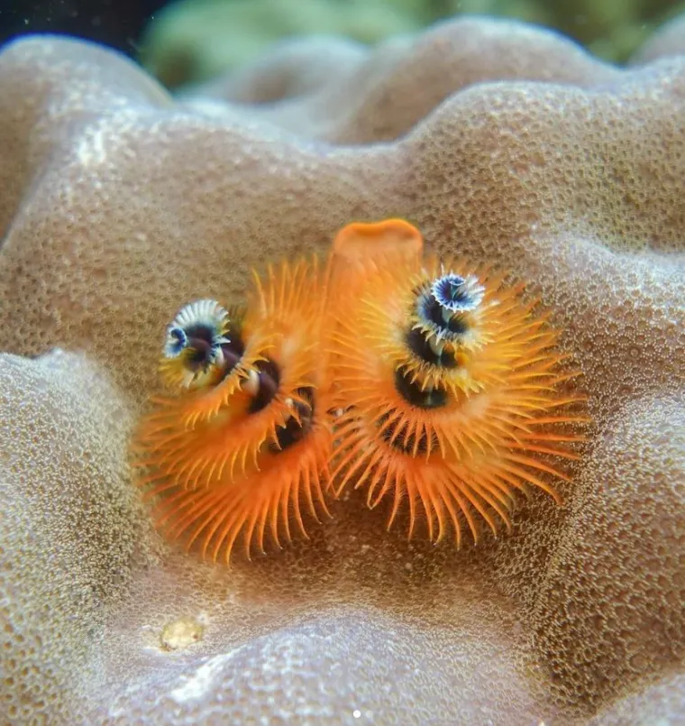 Izgleda da je evolucija bila totalno pijana kada je napravila ovih 25 životinja