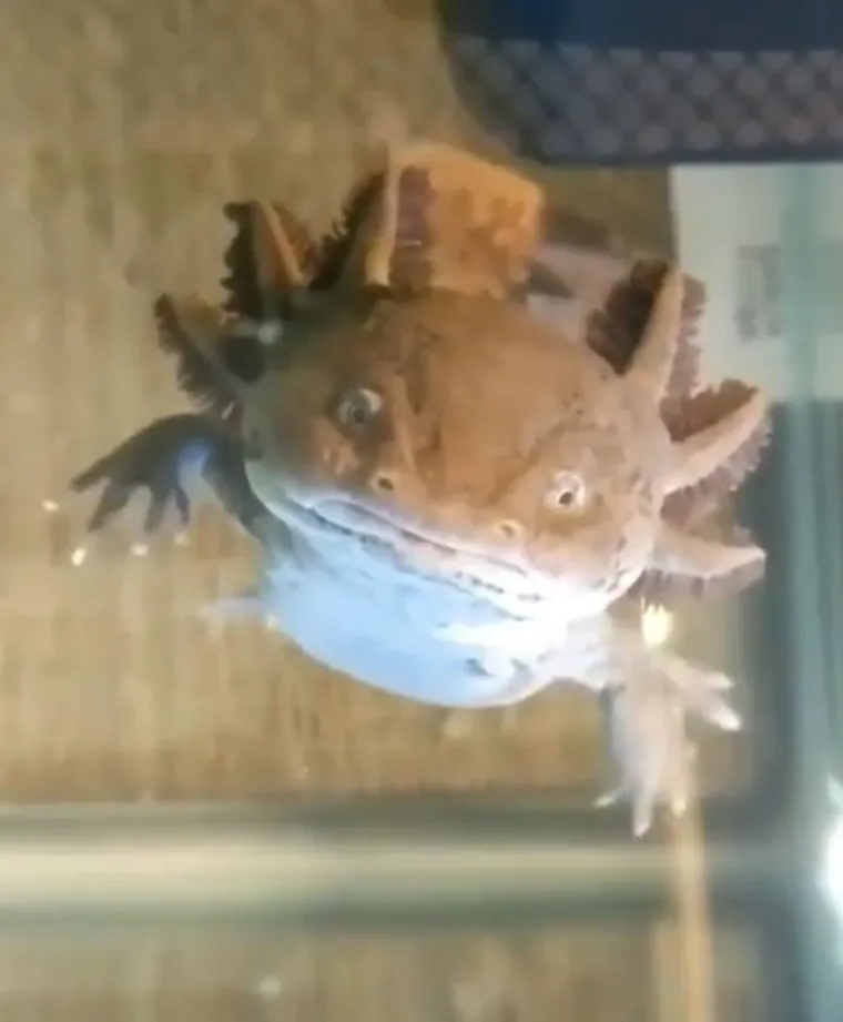 Izgleda da je evolucija bila totalno pijana kada je napravila ovih 25 životinja