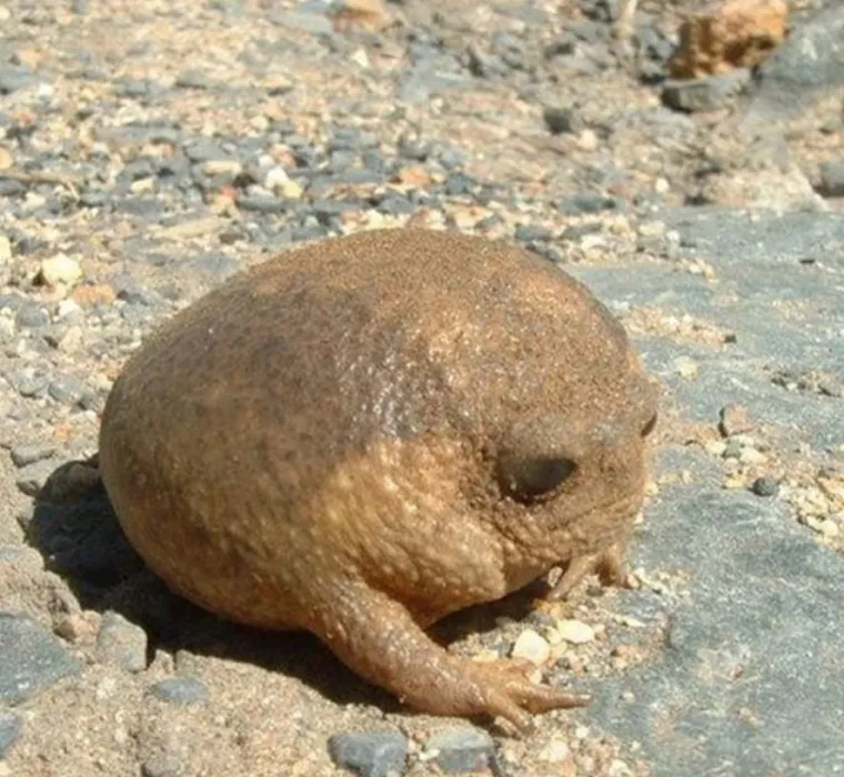 Izgleda da je evolucija bila totalno pijana kada je napravila ovih 25 životinja