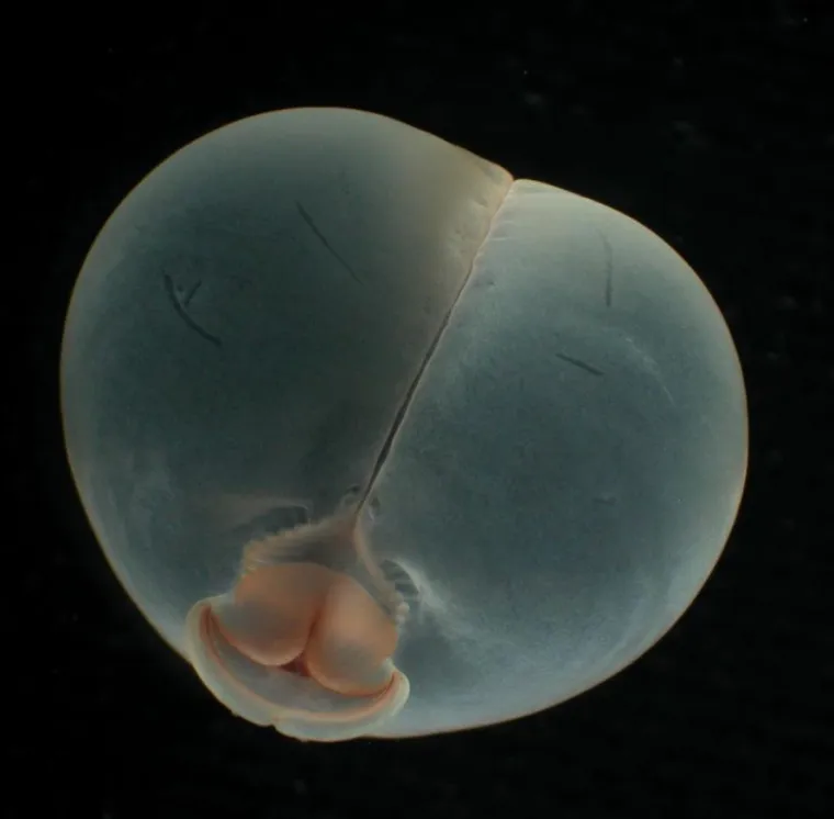 Izgleda da je evolucija bila totalno pijana kada je napravila ovih 25 životinja