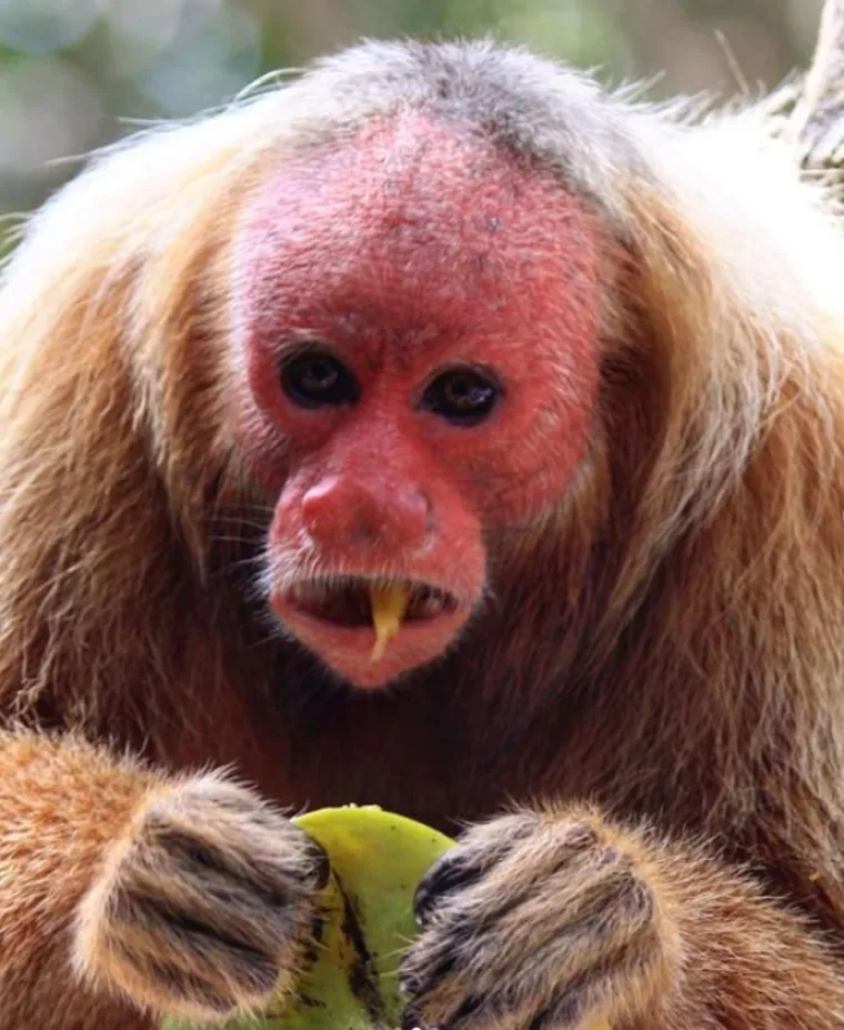 Izgleda da je evolucija bila totalno pijana kada je napravila ovih 25 životinja