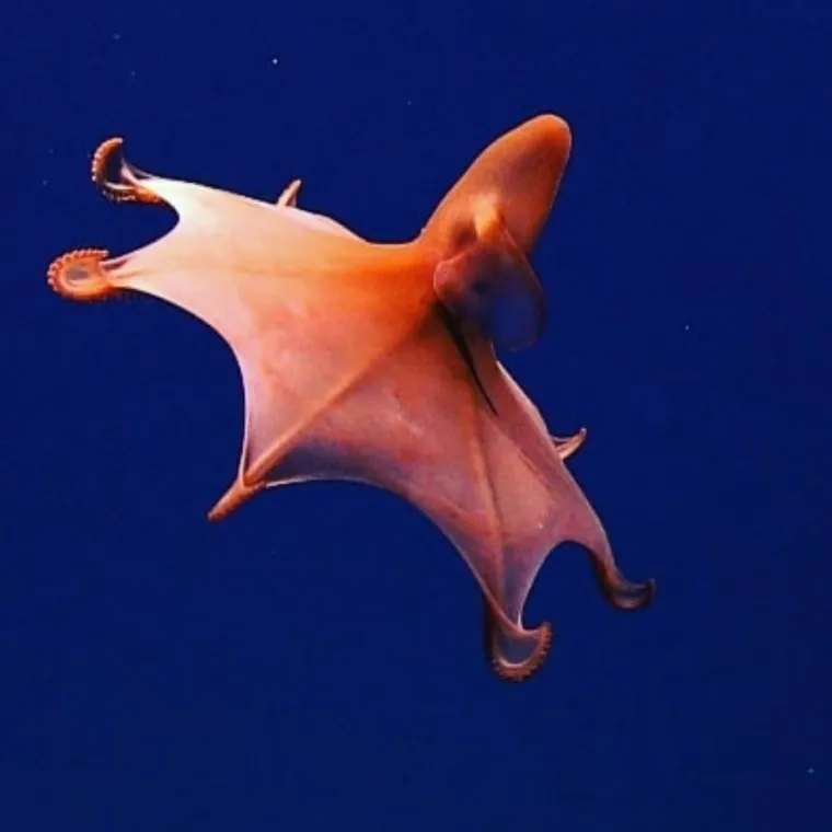 Izgleda da je evolucija bila totalno pijana kada je napravila ovih 25 životinja