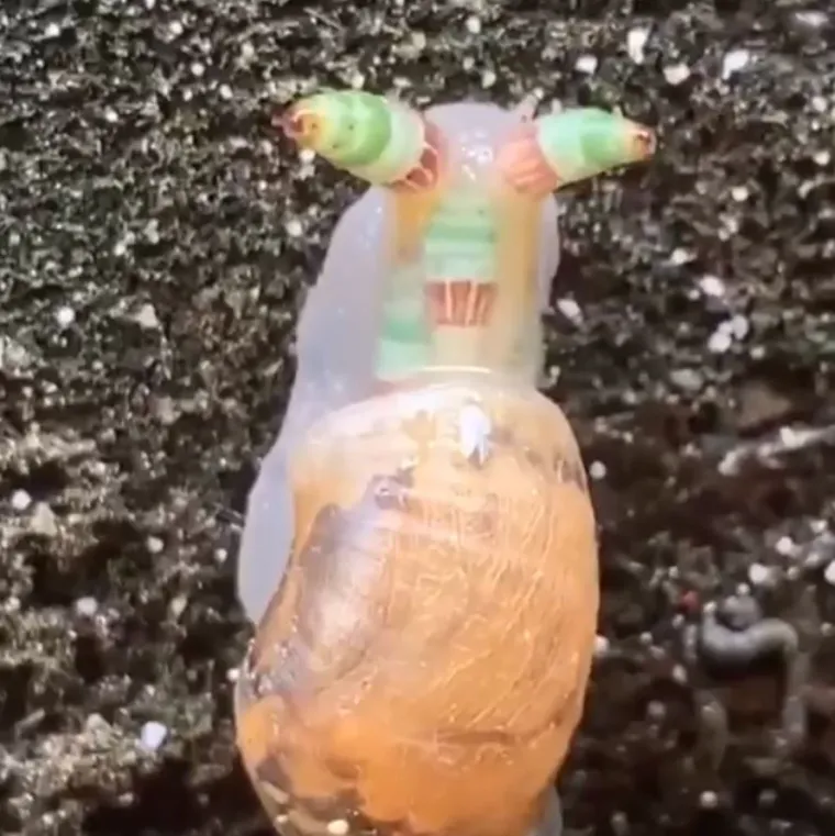 Izgleda da je evolucija bila totalno pijana kada je napravila ovih 25 životinja