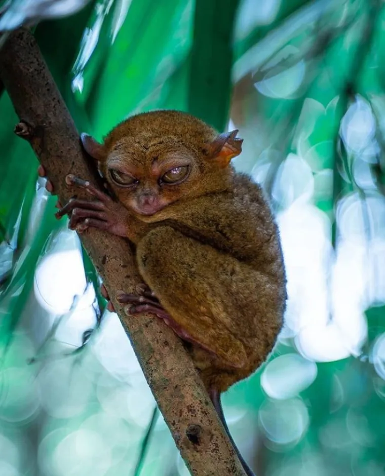 Izgleda da je evolucija bila totalno pijana kada je napravila ovih 25 životinja