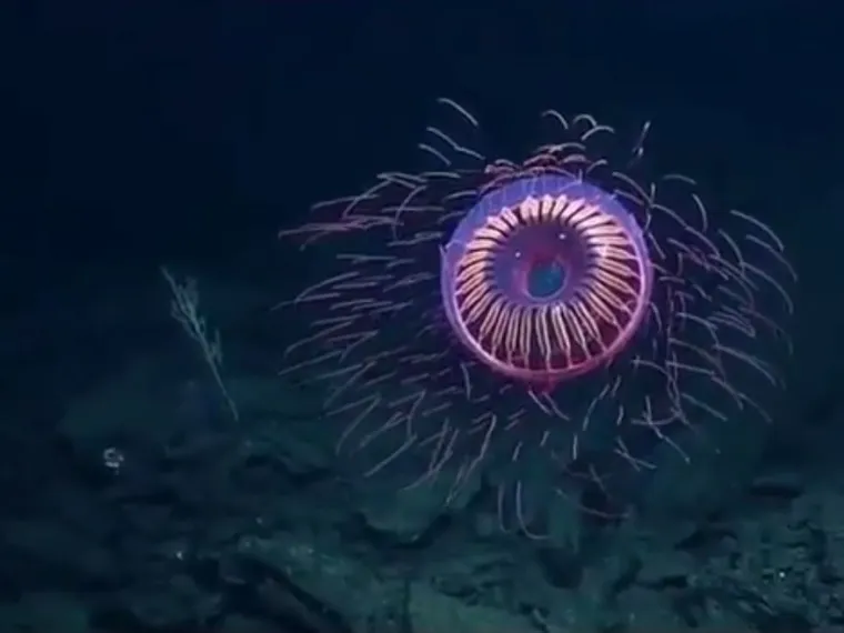 Izgleda da je evolucija bila totalno pijana kada je napravila ovih 25 životinja