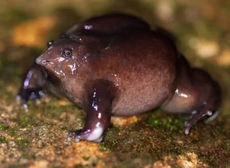 Izgleda da je evolucija bila totalno pijana kada je napravila ovih 25 životinja