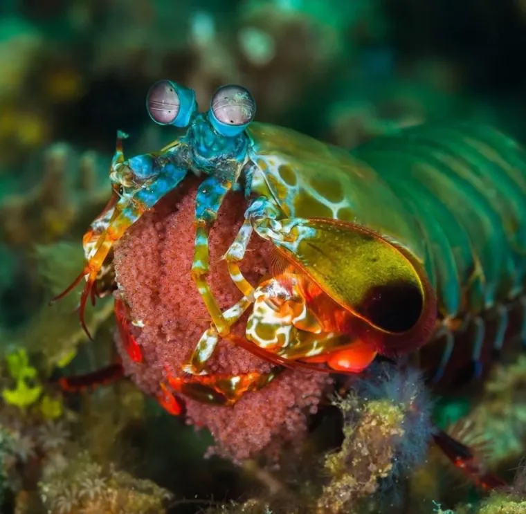 Izgleda da je evolucija bila totalno pijana kada je napravila ovih 25 životinja