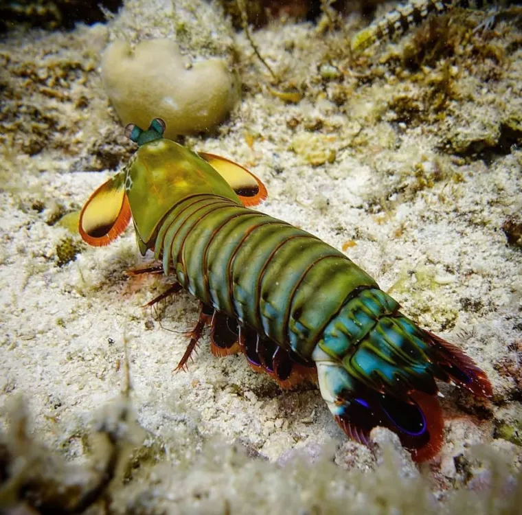 Izgleda da je evolucija bila totalno pijana kada je napravila ovih 25 životinja