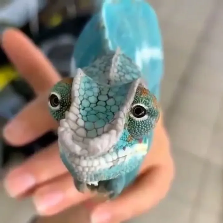 Izgleda da je evolucija bila totalno pijana kada je napravila ovih 25 životinja