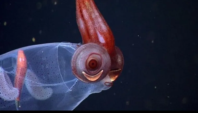 Izgleda da je evolucija bila totalno pijana kada je napravila ovih 25 životinja