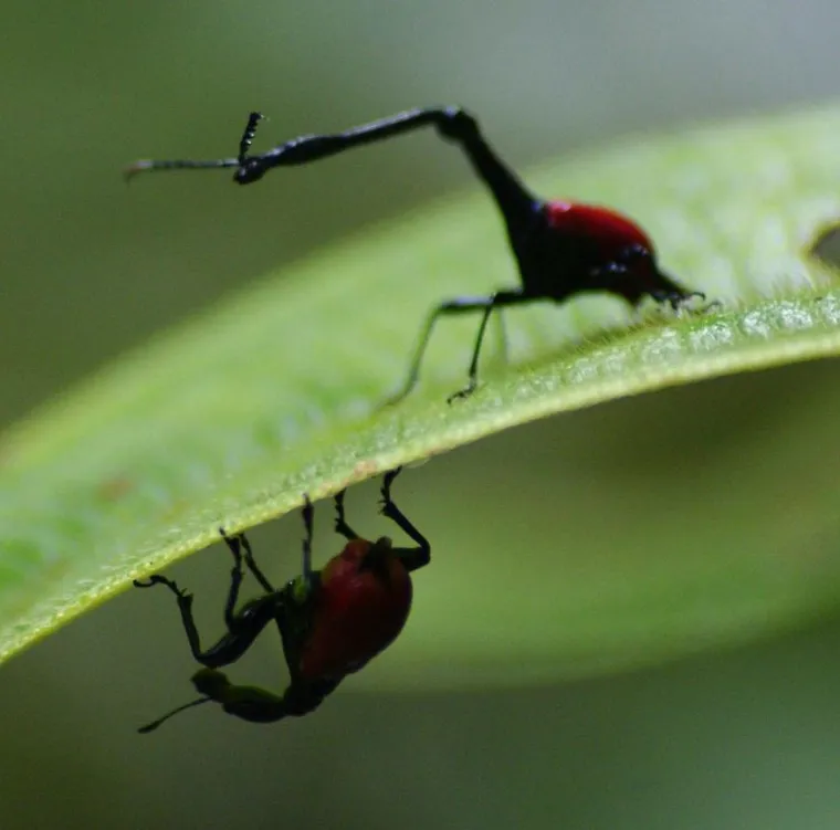 Izgleda da je evolucija bila totalno pijana kada je napravila ovih 25 životinja