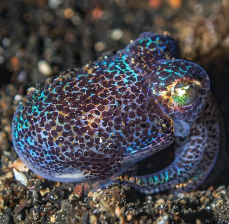 Izgleda da je evolucija bila totalno pijana kada je napravila ovih 25 životinja