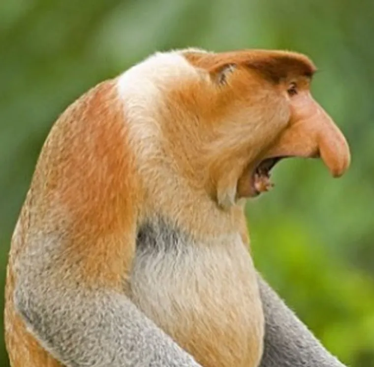 Izgleda da je evolucija bila totalno pijana kada je napravila ovih 25 životinja