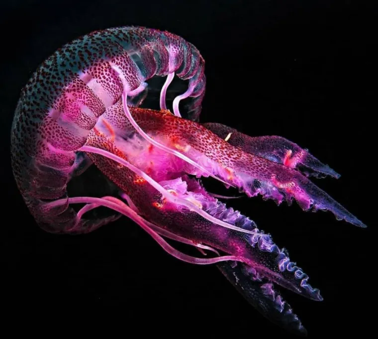 Izgleda da je evolucija bila totalno pijana kada je napravila ovih 25 životinja