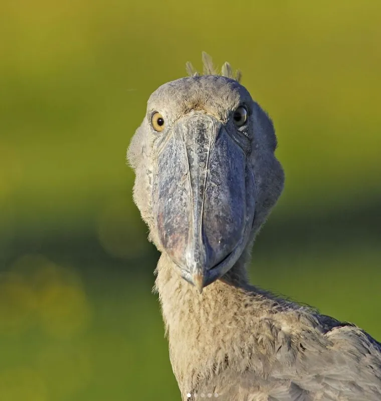 Izgleda da je evolucija bila totalno pijana kada je napravila ovih 25 životinja